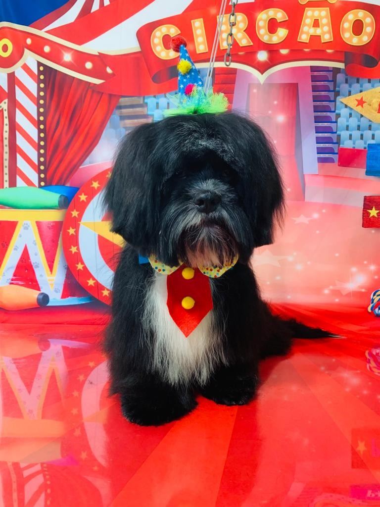 Ju Pet Estética Canina