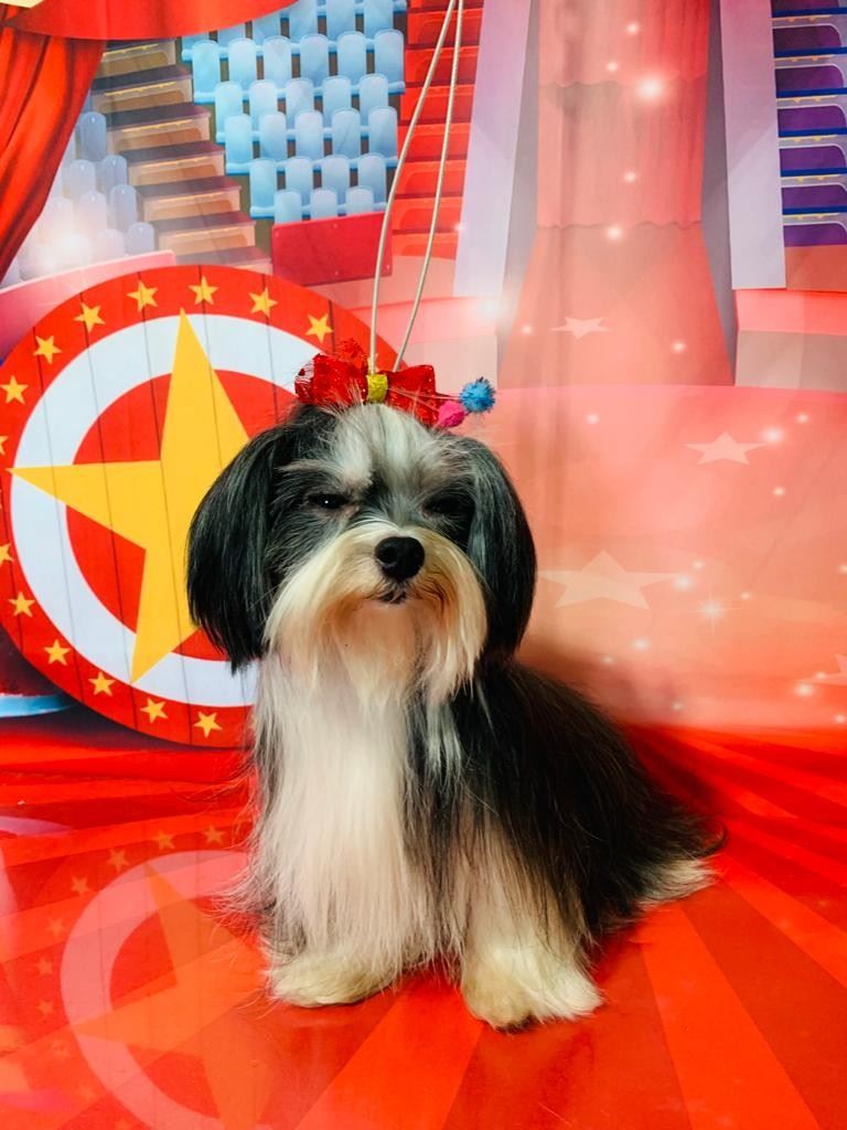Ju Pet Estética Canina