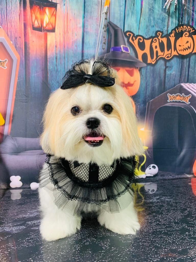 Ju Pet Estética Canina