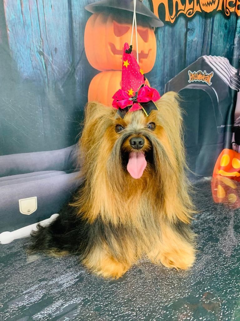 Ju Pet Estética Canina