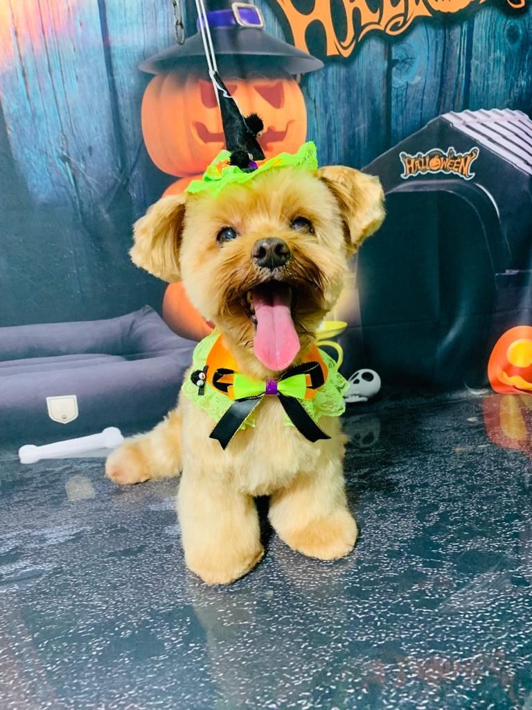 Ju Pet Estética Canina