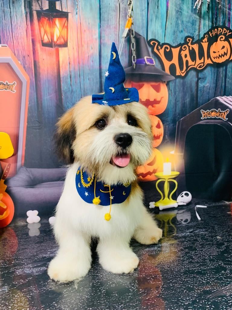 Ju Pet Estética Canina