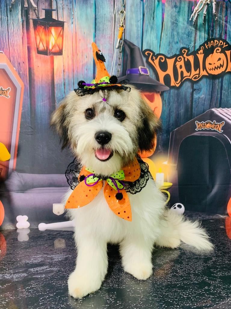 Ju Pet Estética Canina