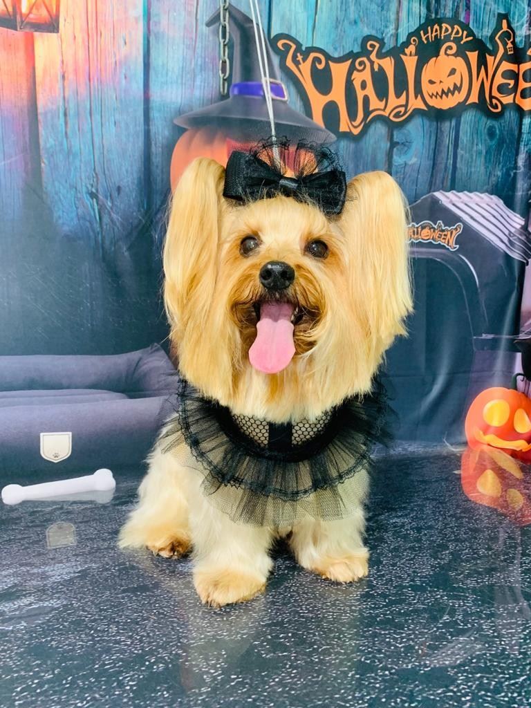 Ju Pet Estética Canina