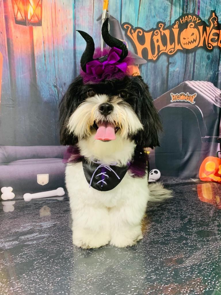 Ju Pet Estética Canina