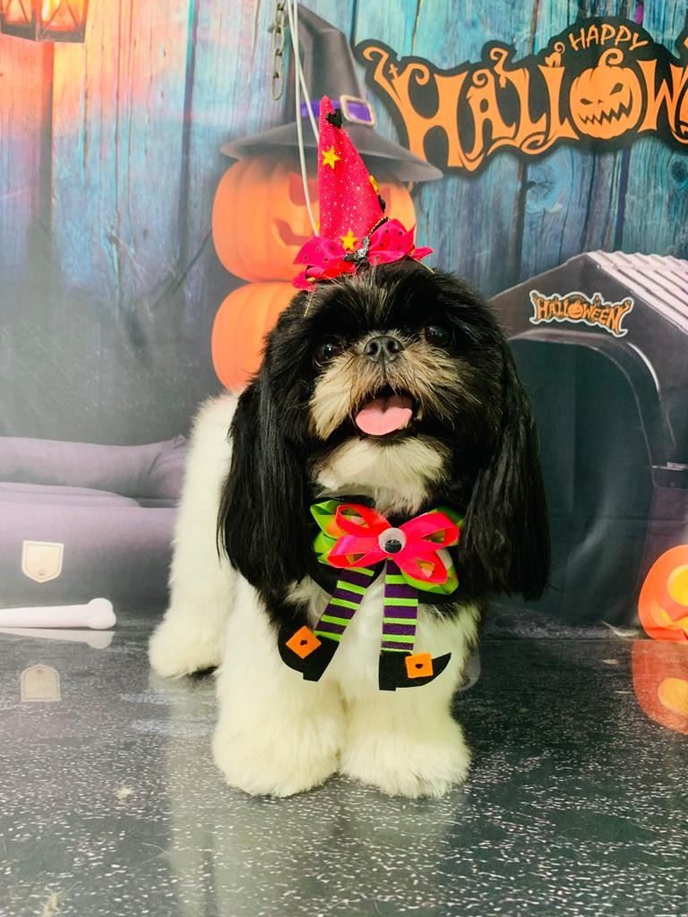 Ju Pet Estética Canina