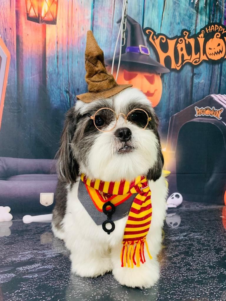 Ju Pet Estética Canina