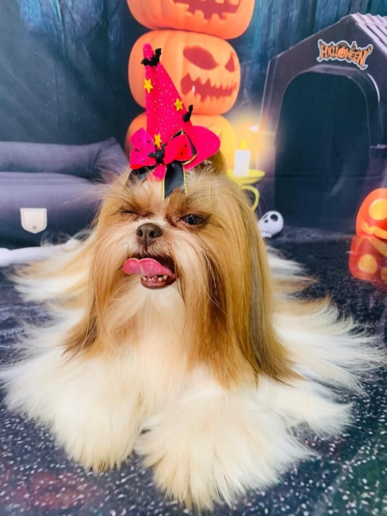 Ju Pet Estética Canina