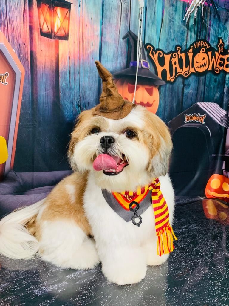 Ju Pet Estética Canina