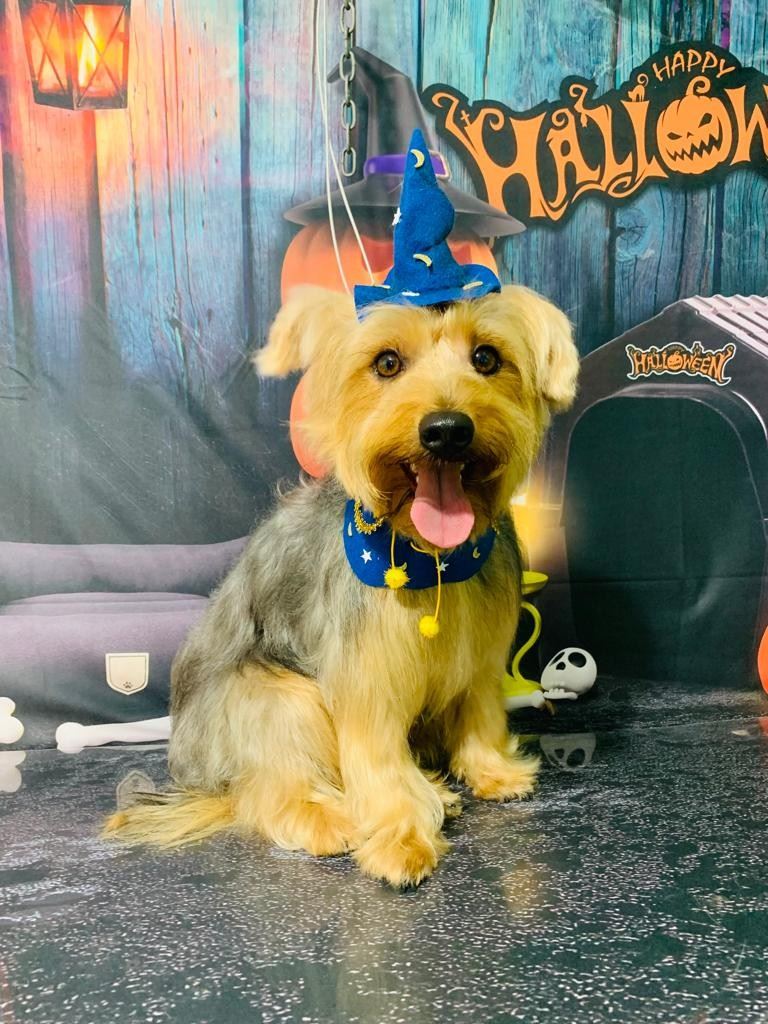 Ju Pet Estética Canina