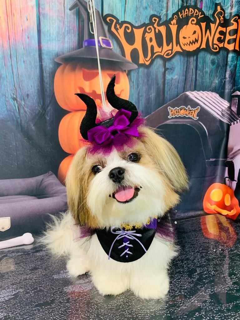 Ju Pet Estética Canina