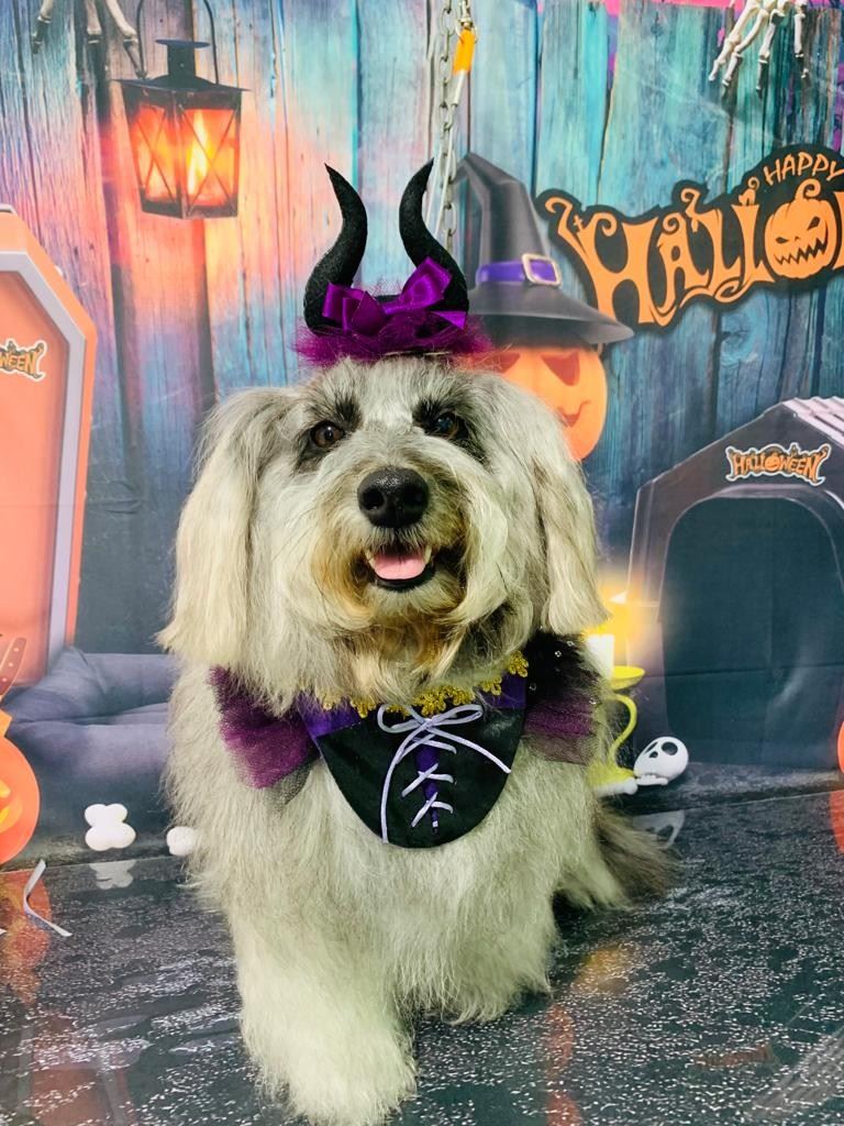 Ju Pet Estética Canina
