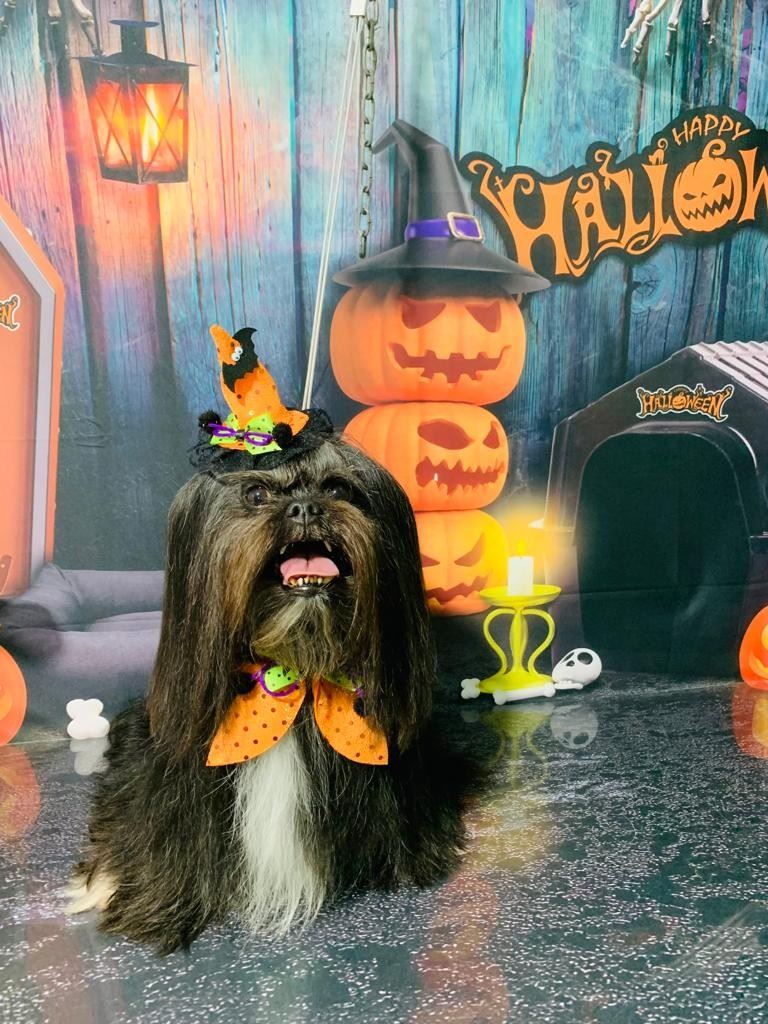 Ju Pet Estética Canina