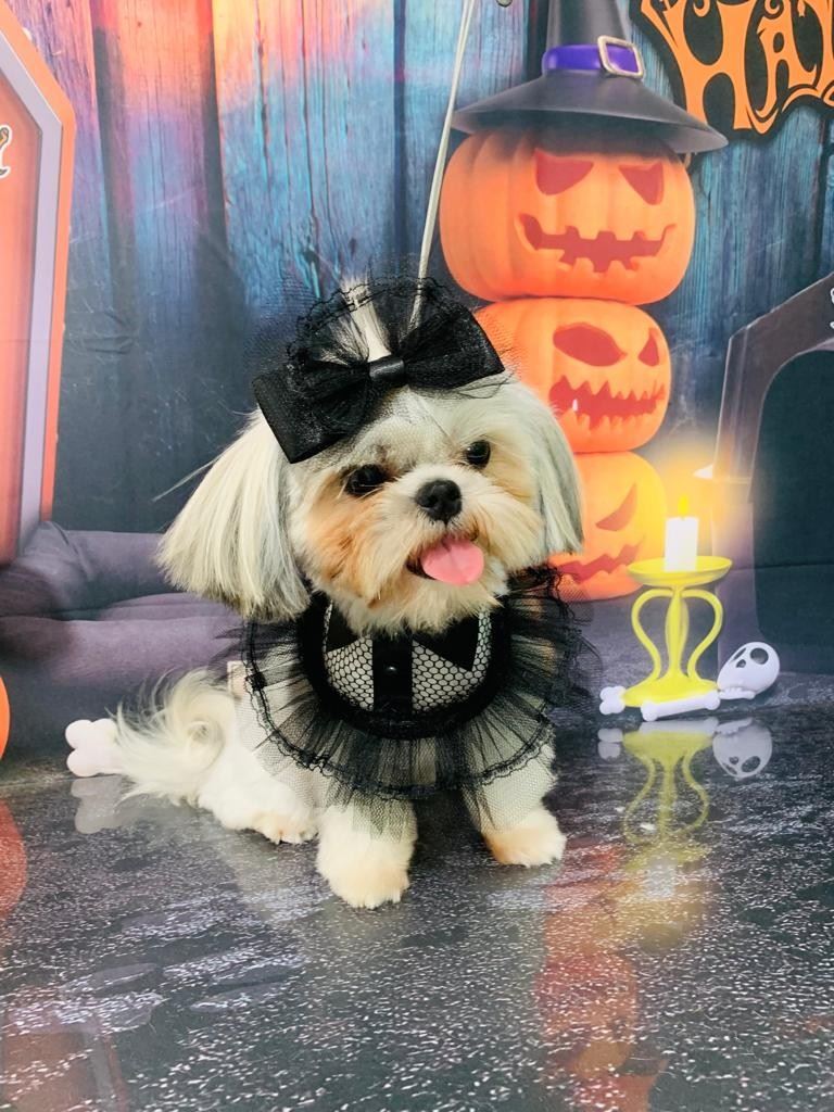 Ju Pet Estética Canina