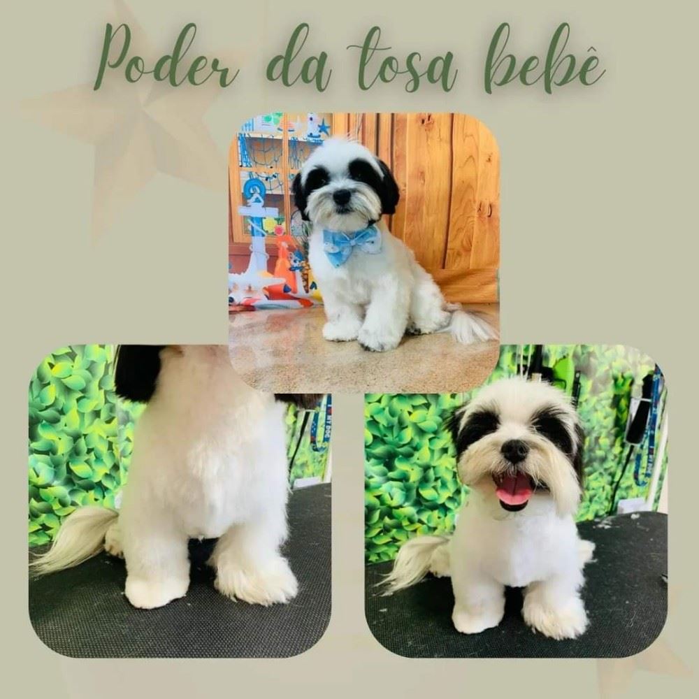 Ju Pet Estética Canina
