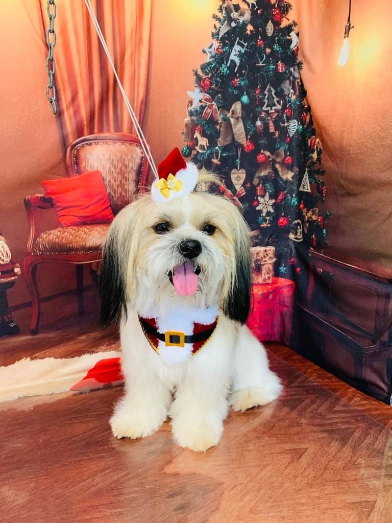 Ju Pet Estética Canina