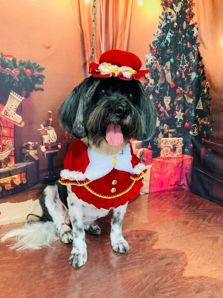 Ju Pet Estética Canina