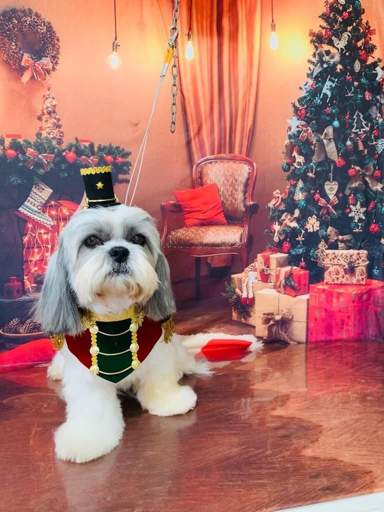 Ju Pet Estética Canina
