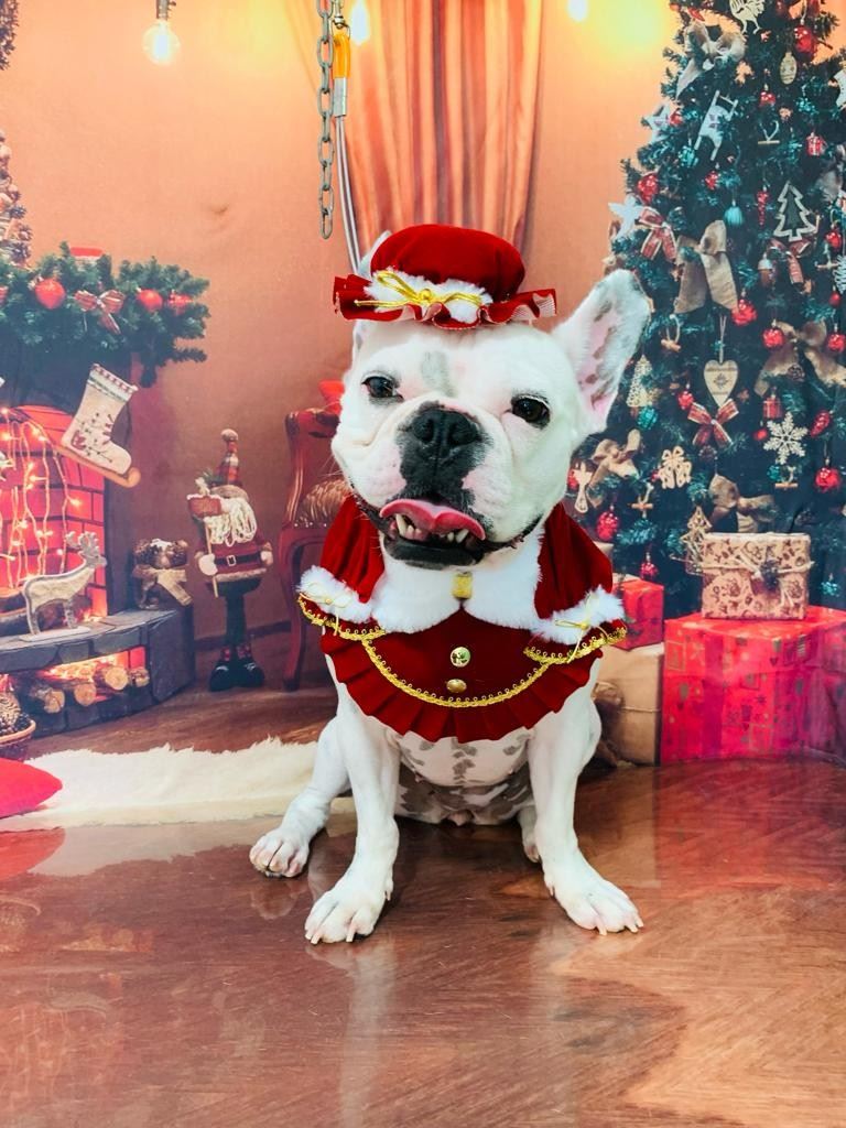 Ju Pet Estética Canina