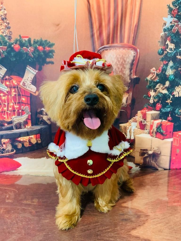Ju Pet Estética Canina