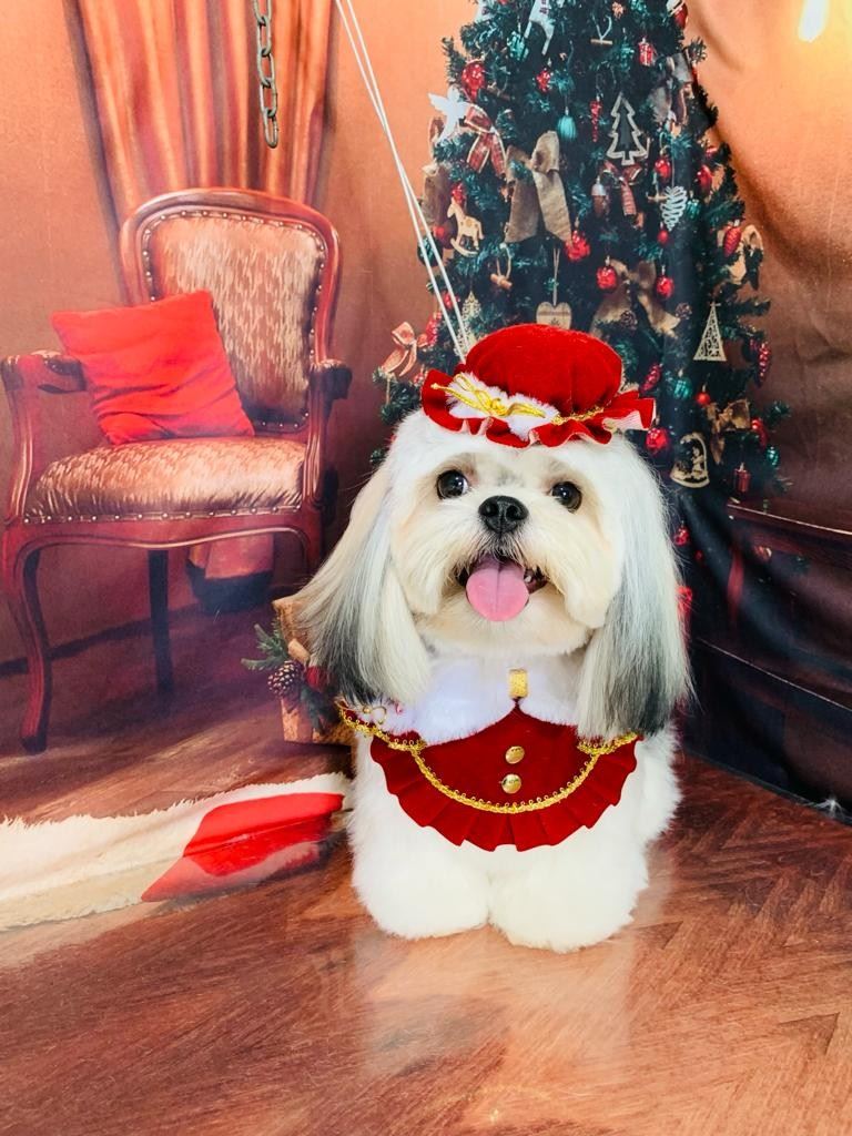 Ju Pet Estética Canina