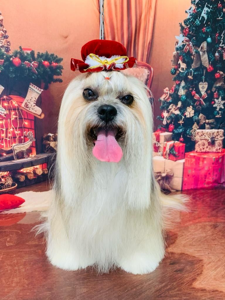 Ju Pet Estética Canina