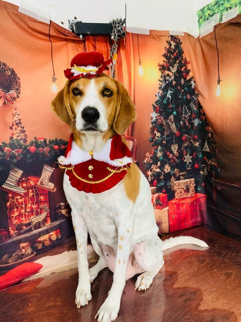Ju Pet Estética Canina