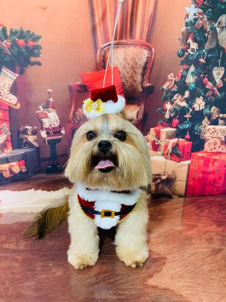 Ju Pet Estética Canina
