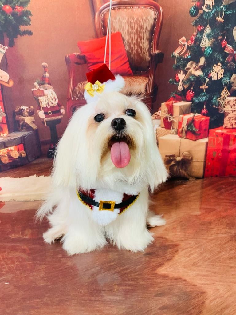 Ju Pet Estética Canina