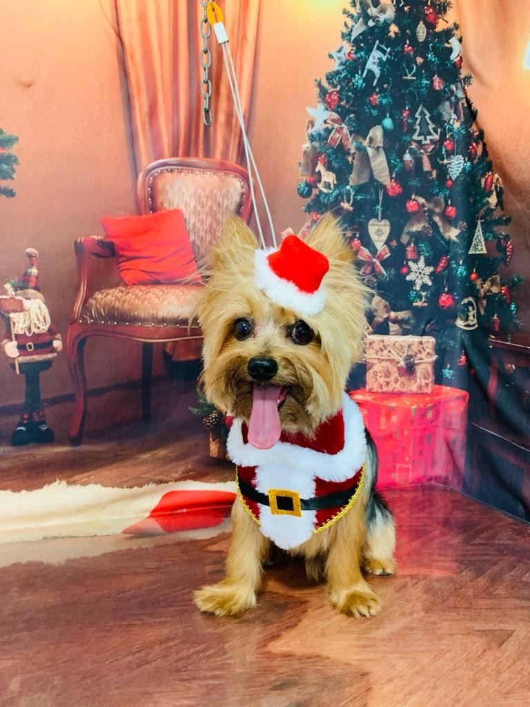 Ju Pet Estética Canina