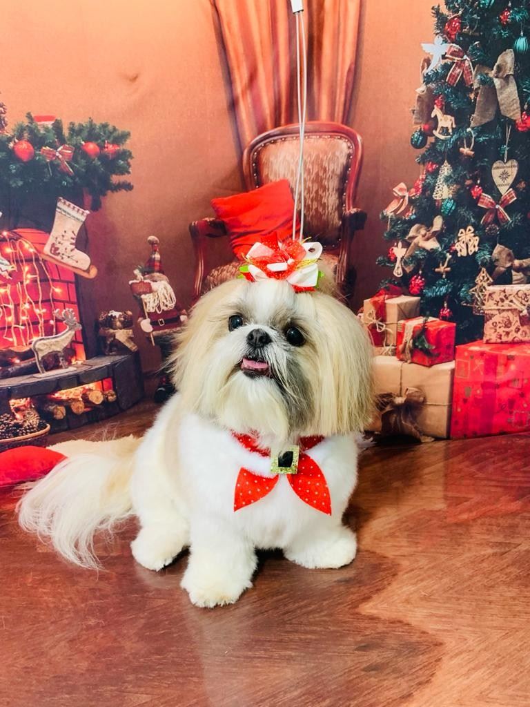 Ju Pet Estética Canina