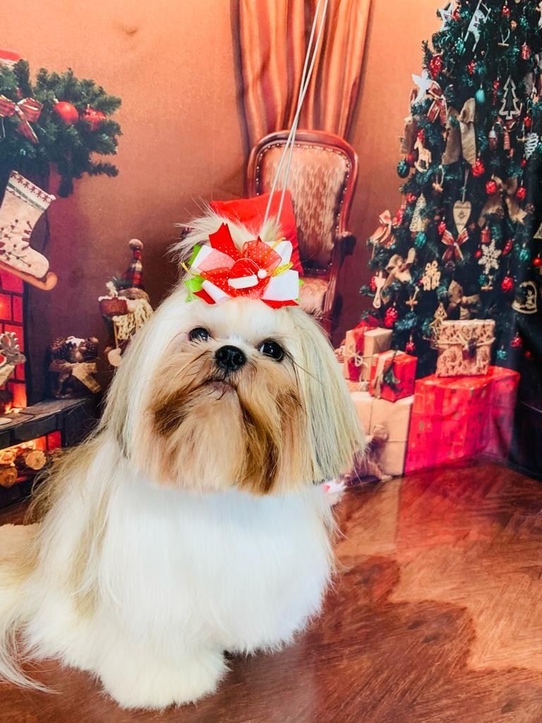 Ju Pet Estética Canina