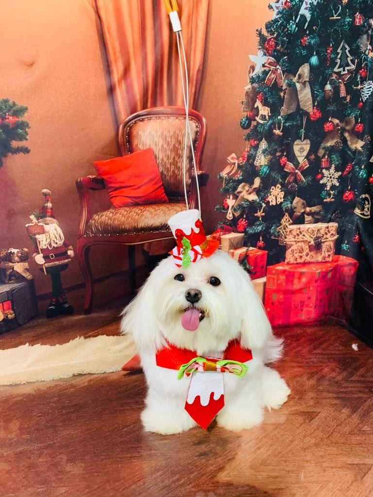 Ju Pet Estética Canina