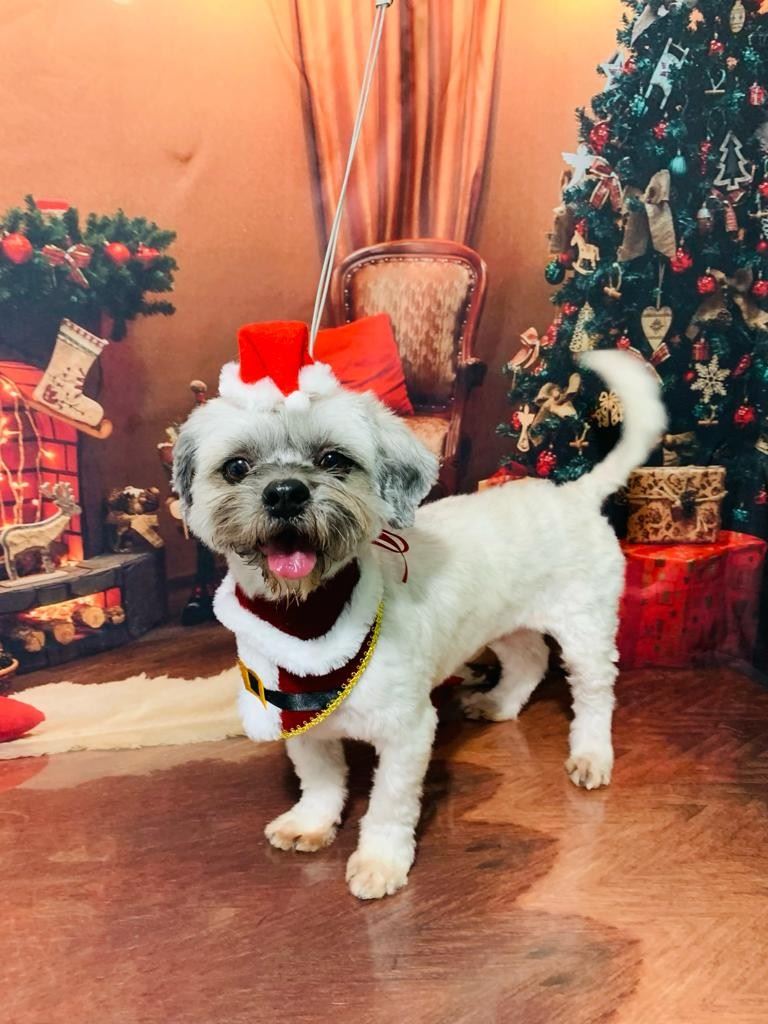 Ju Pet Estética Canina