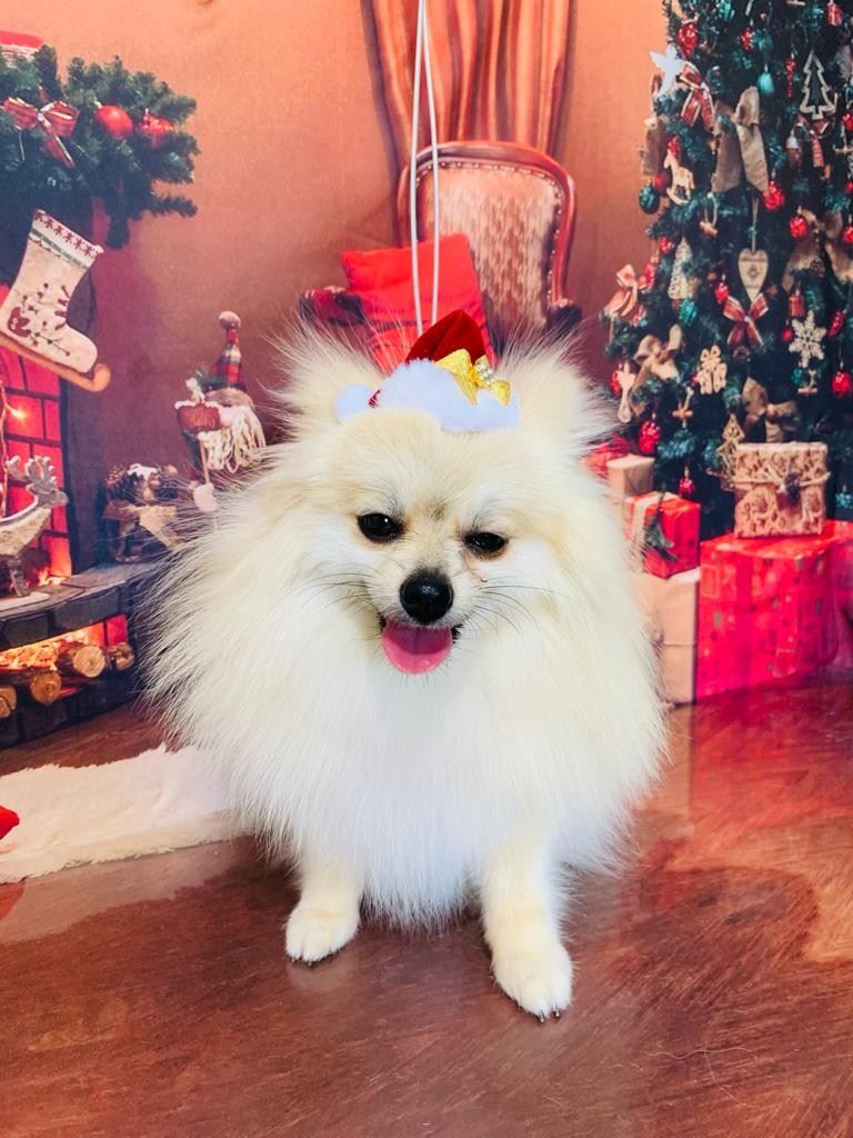 Ju Pet Estética Canina