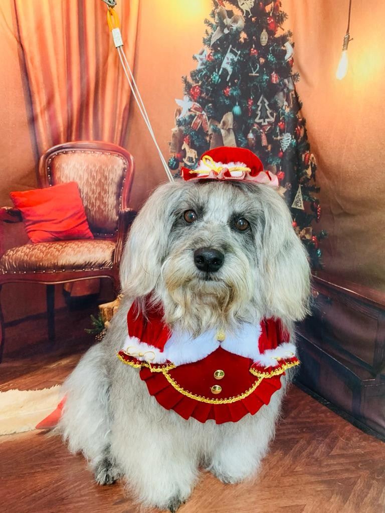 Ju Pet Estética Canina