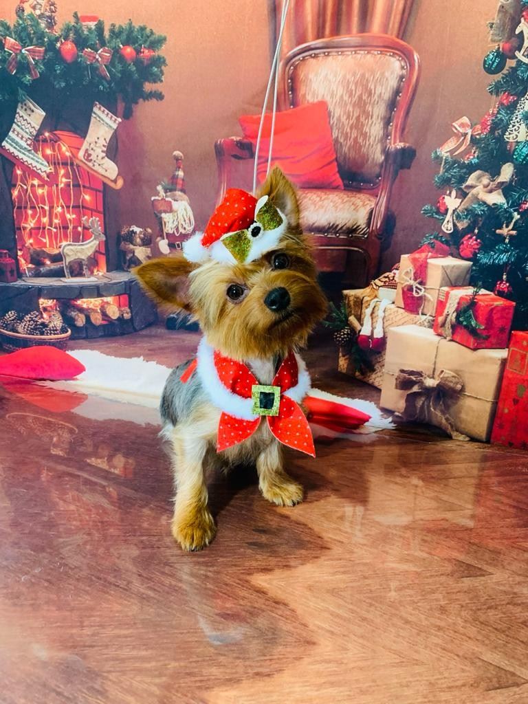 Ju Pet Estética Canina