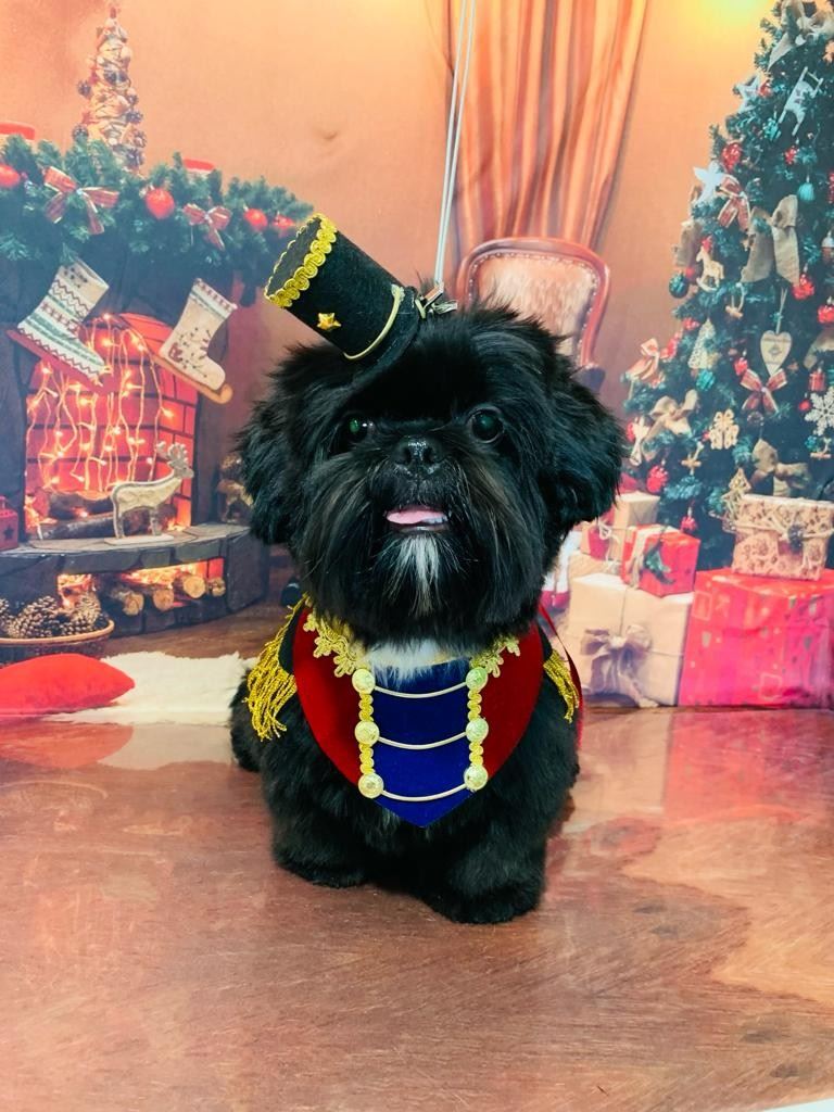 Ju Pet Estética Canina