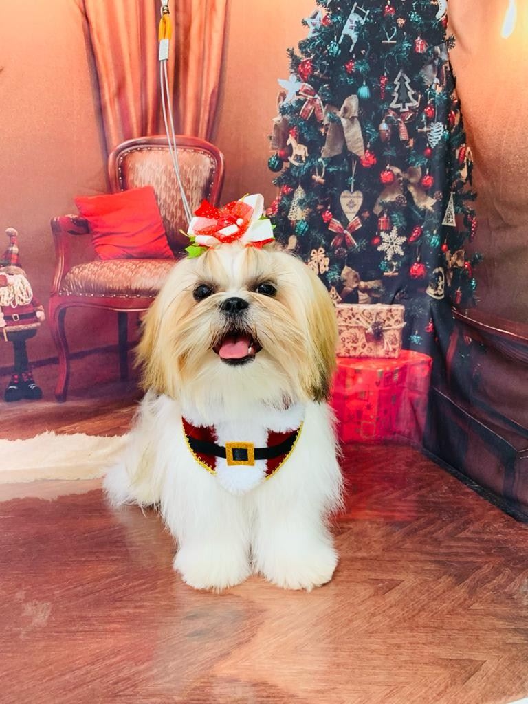 Ju Pet Estética Canina