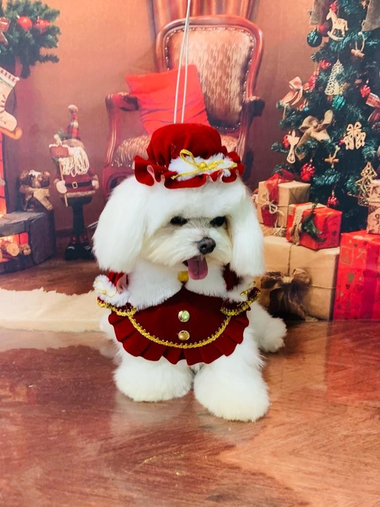 Ju Pet Estética Canina