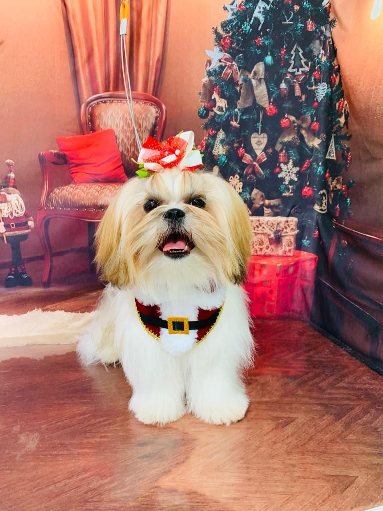 Ju Pet Estética Canina