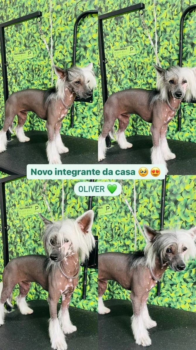 Ju Pet Estética Canina