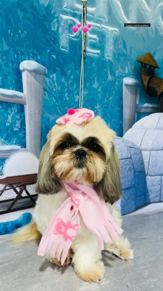 Ju Pet Estética Canina