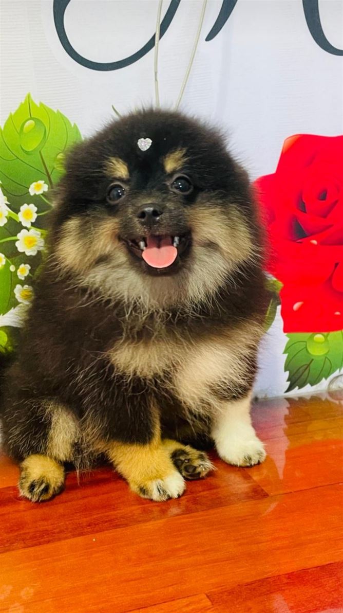 Ju Pet Estética Canina