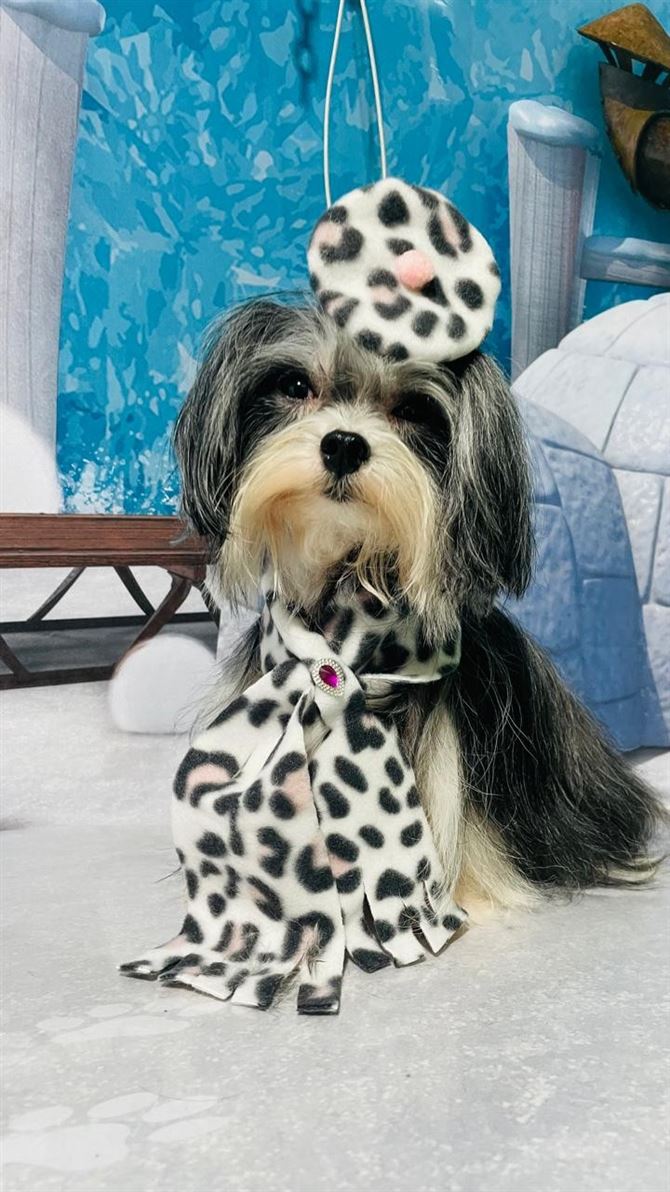 Ju Pet Estética Canina