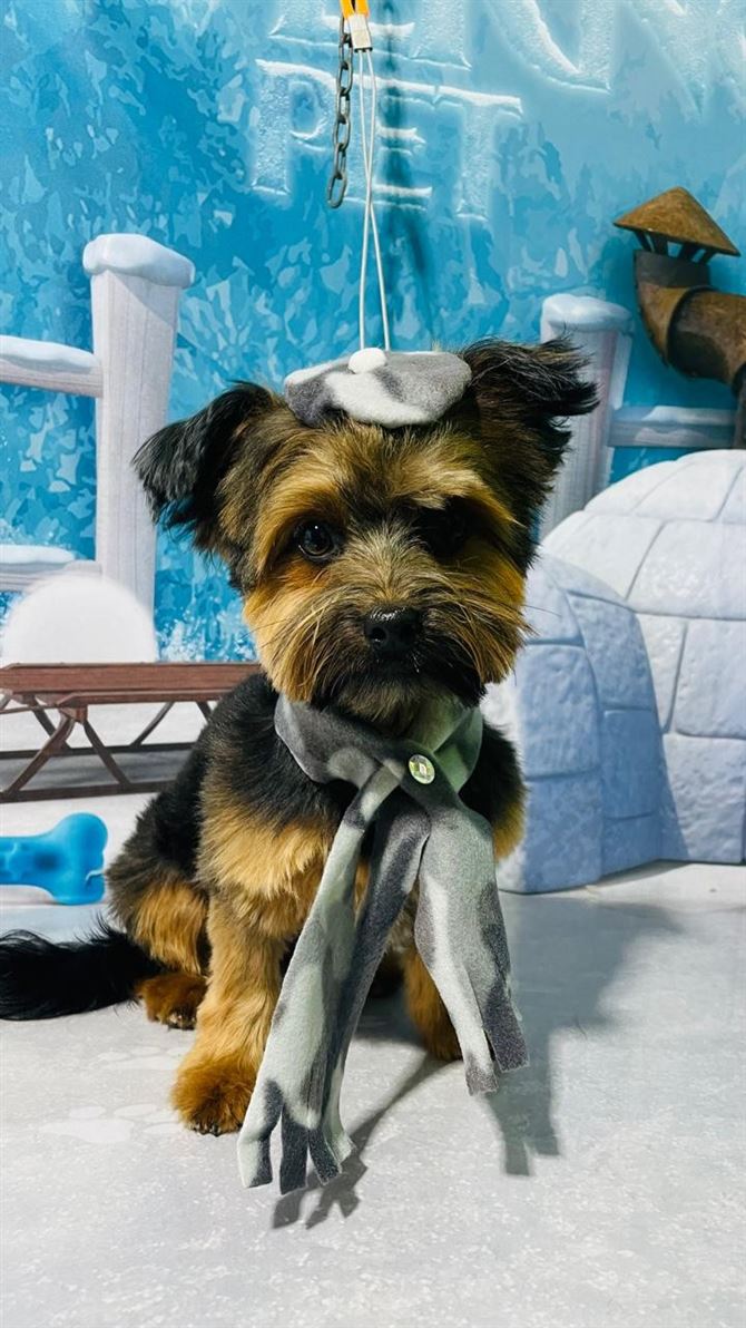 Ju Pet Estética Canina