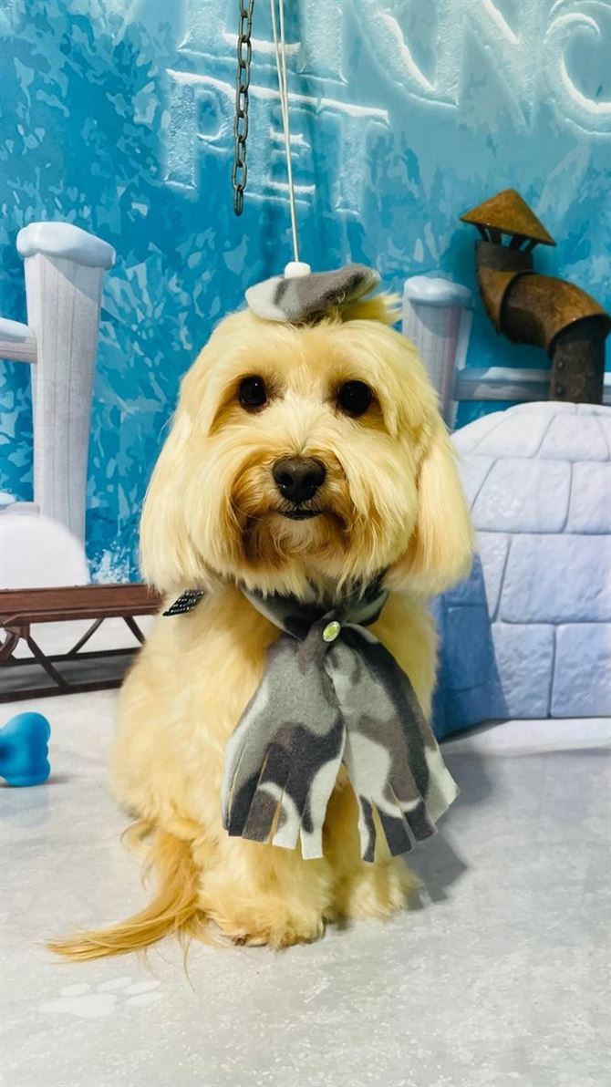 Ju Pet Estética Canina