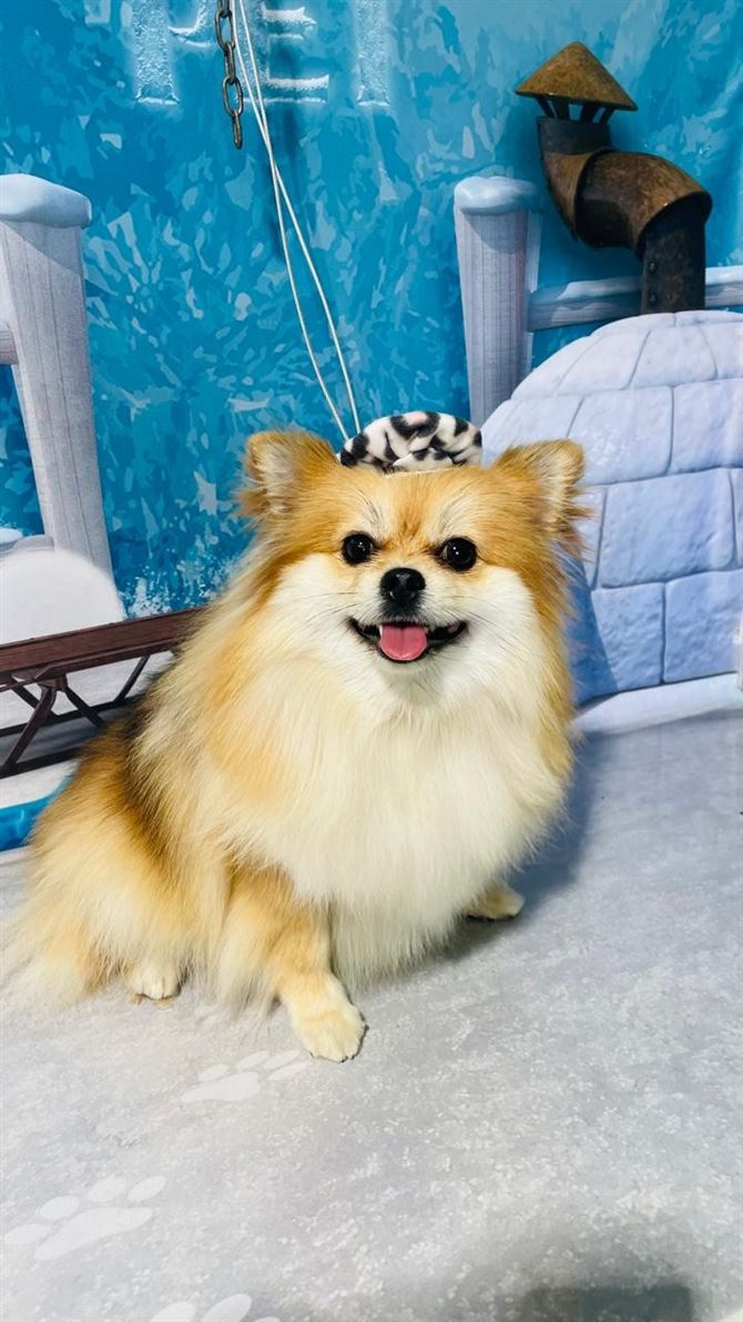 Ju Pet Estética Canina