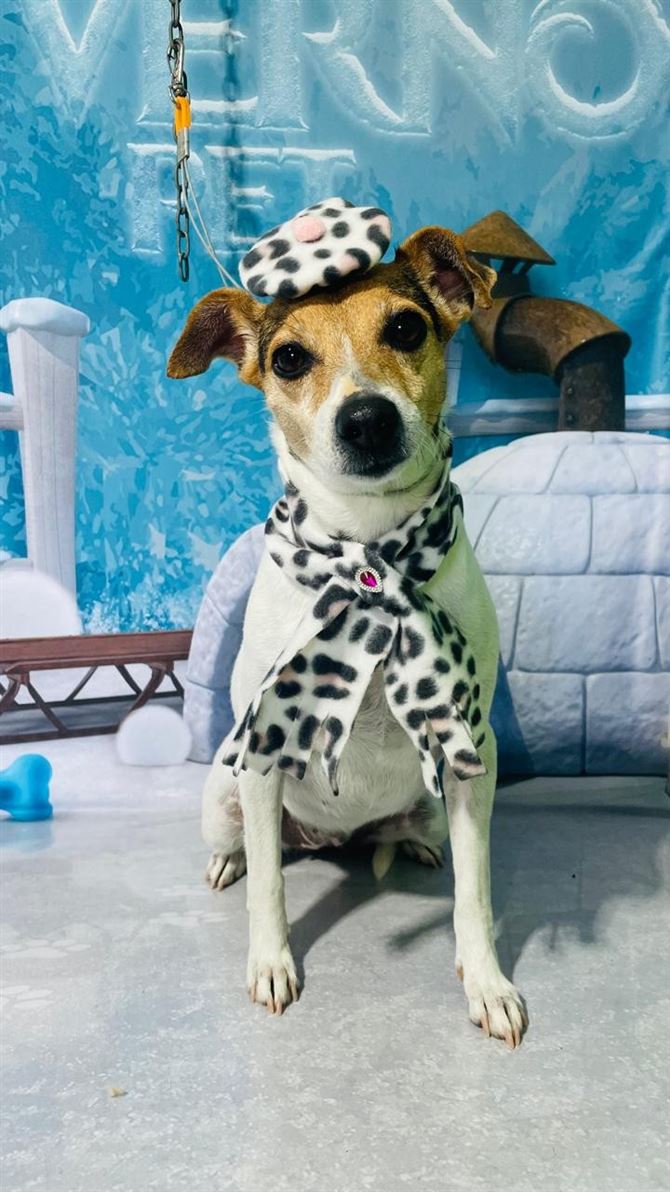 Ju Pet Estética Canina