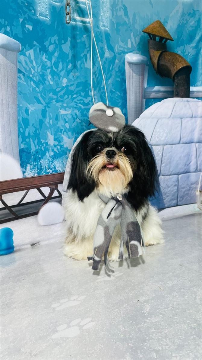 Ju Pet Estética Canina